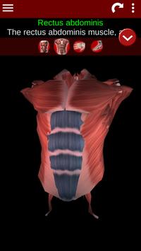 Muscular System 3D (anatomy) 截图 1