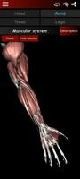 Muscular System 3D (anatomy) syot layar 1