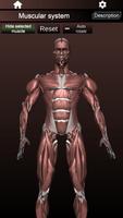 Muscular System 3D (anatomy) ảnh chụp màn hình 1