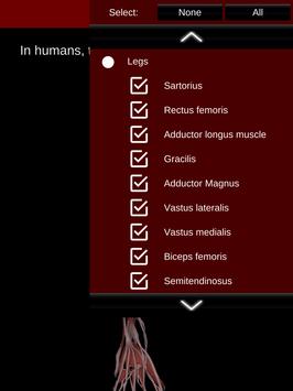 Muscular System 3D (anatomy) 截图 20