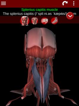Muscular System 3D (anatomy) 截图 21