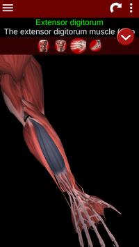 Muscular System 3D (anatomy) 截图 2