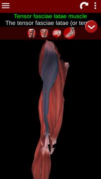 Muscular System 3D (anatomy) 截图 3