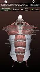 Muscular System 3D (anatomy) XAPK 下載