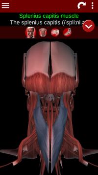Muscular System 3D (anatomy) 截图 5
