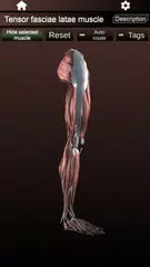 Muscular System 3D (anatomy) XAPK 下載