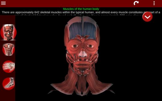 Muscular System 3D (anatomy) 截图 8