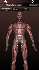 Muscular System 3D (anatomy) XAPK 下載