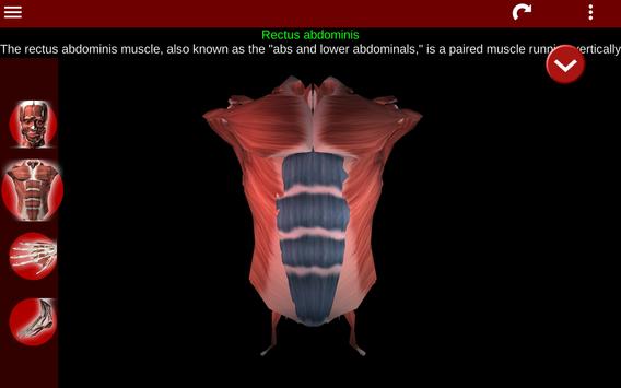 Muscular System 3D (anatomy) 截图 9