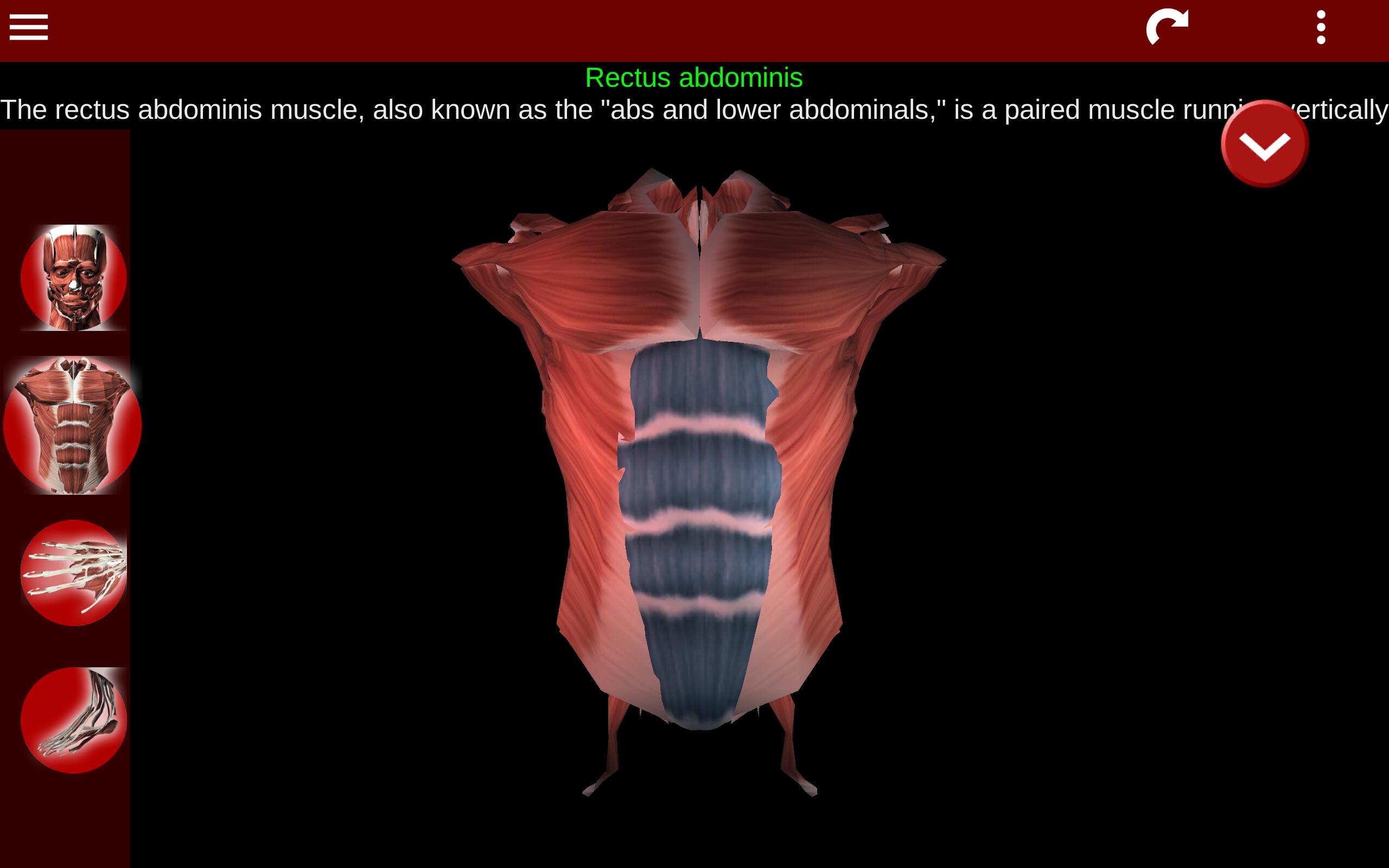 Muscular System 3D (anatomy) for Android - APK Download