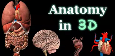 Órganos internos 3D (Anatomía)