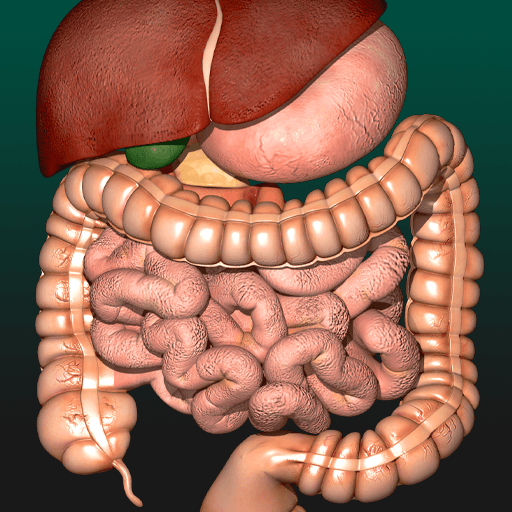 Órgãos Internos em 3D Anatomia