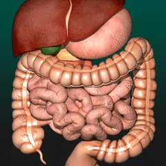 Internal Organs in 3D Anatomy Icon