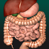 Inneren Organe 3D (Anatomie) Zeichen