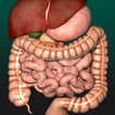 Inneren Organe 3D (Anatomie)