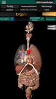 Inneren Organe 3D (Anatomie) Plakat