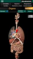 Órganos internos 3D (Anatomía) Poster