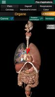 Organes Internes 3D Anatomie Affiche