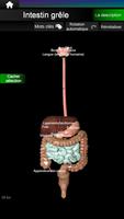 Organes Internes 3D Anatomie capture d'écran 2