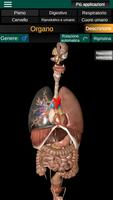 Poster Organi interni 3D (anatomia)