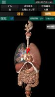 3D内臓（解剖学） ポスター
