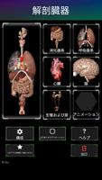 3D内臓（解剖学） ポスター