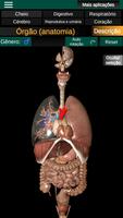 Órgãos Internos em 3D Anatomia Cartaz