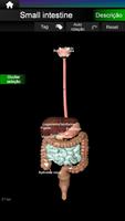 Órgãos Internos em 3D Anatomia imagem de tela 2