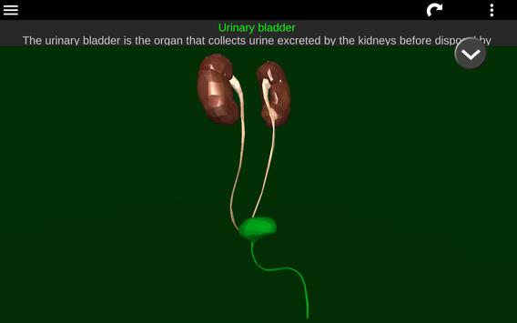 Internal Organs in 3D (Anatomy) 截图 14
