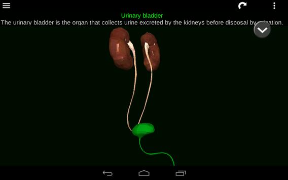 Internal Organs in 3D (Anatomy) 截图 22