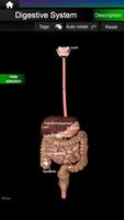 Internal Organs in 3D Anatomy screenshot 2