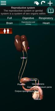 Internal Organs in 3D (Anatomy) 截图 7