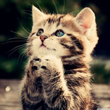 sweet cat wallpaper HD by LQ