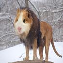 Funny Photo Edited Pictures aplikacja