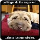 Witzige Bilder Kostenlos für WhatsApp aplikacja