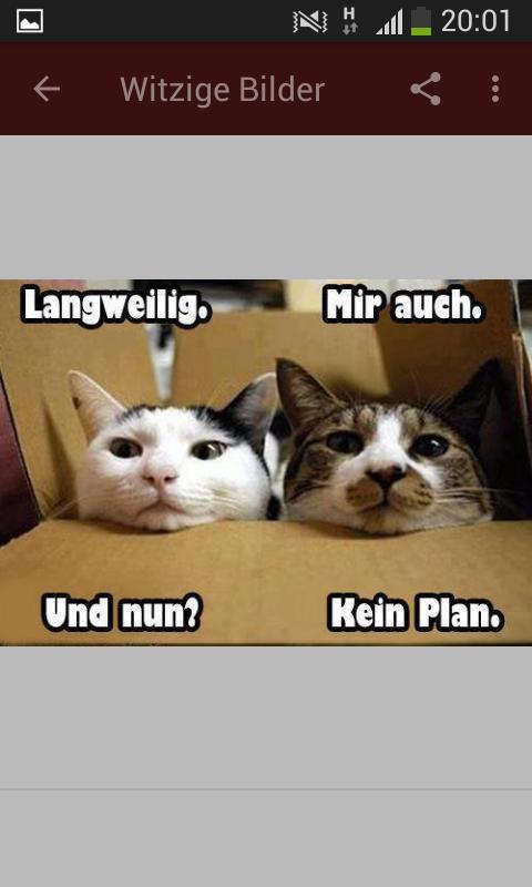Penis und scheide