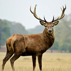 Deer Sounds आइकन