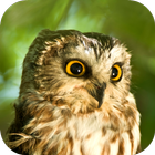 Owl Sounds ikon