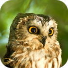 آیکون‌ Owl Sounds