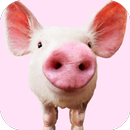 Sons de porc APK