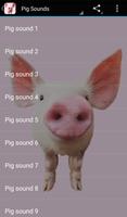 Sonidos de cerdo Poster