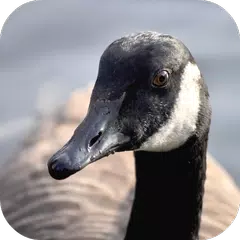 Goose Sounds APK download