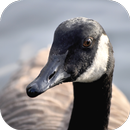 Goose Sounds APK