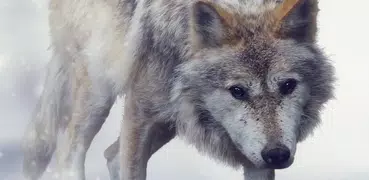 Wolfsgeräusche