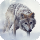 أصوات الذئب APK