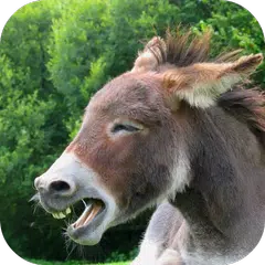 Donkey Sounds アプリダウンロード