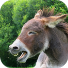 Donkey Sounds আইকন