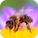 Sons d'abeilles APK