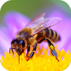 Sons d'abeilles icône