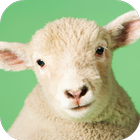 Sheep Sounds-icoon